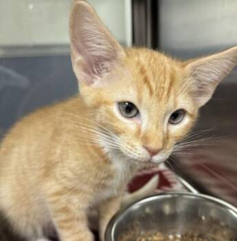 Danish -  Domestic Short Hair Cat for Adoption in Hilton Head Island, South Carolina - Danish | PetCurious