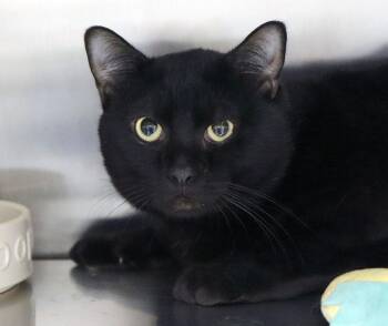 Domestic Short Hair Cats Available for Adoption - Beans (AO35802) | PetCurious