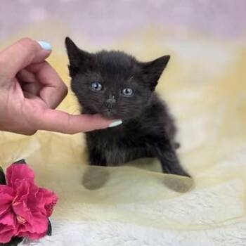 Avery-C -  Domestic Short Hair Cat for Adoption in East St. Louis, Illinois - Avery-C | PetCurious