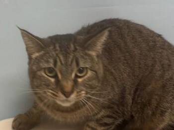 Piper -  Domestic Short Hair Cat for Adoption in Woodbury, Minnesota - Piper | PetCurious