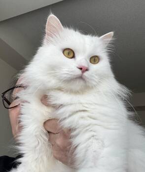 Turkish Angora Cats Available for Adoption in Brampton, Ontario - Aiden-super Gentle & Affectionate | PetCurious