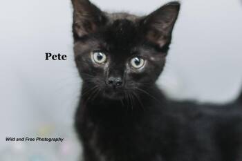 Pete -  Domestic Short Hair Cat for Adoption in Morehead, Kentucky - Pete | PetCurious