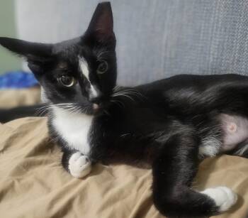Luna -  Domestic Short Hair Cat for Adoption in Cleveland, Ohio - Luna | PetCurious