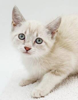 Lily is magical in every way -  Siamese Cat for Adoption in Bedford Hills, New York - Lily Is Magical In Every Way | PetCurious