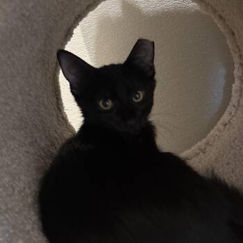 Domestic Short Hair Cats Available for Adoption - Tyler | PetCurious