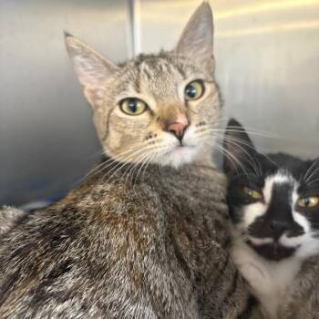 Skitty -  Domestic Short Hair Cat for Adoption in Spokane, Washington - Skitty | PetCurious