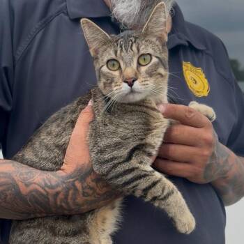 Pollywog C69926 -  Domestic Short Hair Cat for Adoption in Minnetonka, Minnesota - Pollywog C69926 | PetCurious
