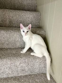 Millie -  Domestic Short Hair Cat for Adoption in West Mifflin, Pennsylvania - Millie | PetCurious