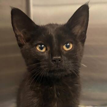 Mickey -  Domestic Short Hair Cat for Adoption in East Hanover, New Jersey - Mickey | PetCurious