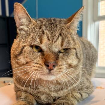 Domestic Short Hair Cats Available for Adoption in Allentown, Pennsylvania - Samoa Joe | PetCurious