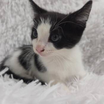 Domestic Short Hair Cats Available for Adoption in Brea, California - Comma | PetCurious