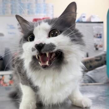 Tony -  Domestic Medium Hair Cat for Adoption in Titusville, Florida - Tony | PetCurious