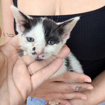 Domestic Short Hair Cats Available for Adoption in Penryn, California - Ruby  | PetCurious