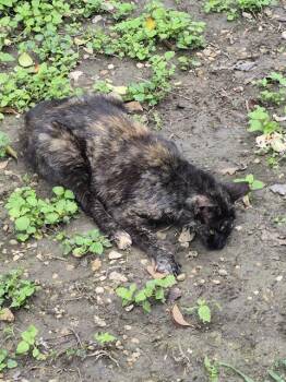 Domestic Short Hair Cats Available for Adoption in San Antonio, Texas - CALLIE | PetCurious