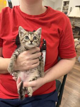 Tipsy Chocolate Cake (available for pre-adoption) -  Domestic Short Hair Cat for Adoption in Camden, South Carolina - Tipsy Chocolate Cake (available For Pre-adoption) | PetCurious