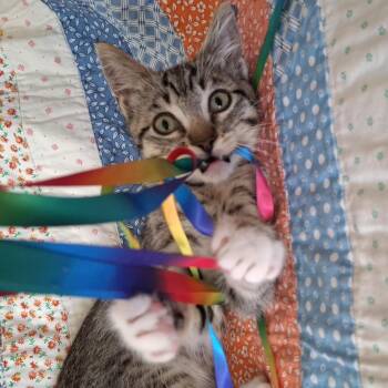 Endor -  Domestic Short Hair and Tabby Cat for Adoption in Yorba Linda, California - Endor | PetCurious