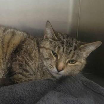 Rescue Domestic Short Hair Cats for Adoption in Washington, District Of Columbia - Isabelle | PetCurious