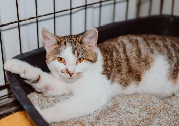 Rescue Tabby Cats for Adoption in Le Mars, Iowa - Alton | PetCurious