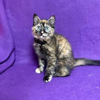 Caitlin -  Domestic Short Hair Cat for Adoption in Waterloo, Iowa - Caitlin | PetCurious