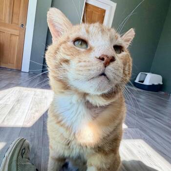 Cheeks -  Domestic Short Hair Cat for Adoption in Fort Worth, Texas - Cheeks | PetCurious