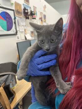 Leorio -  Domestic Short Hair Cat for Adoption - Leorio | PetCurious