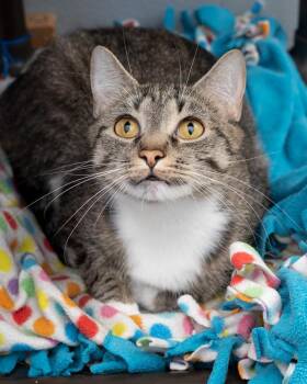 Claire -  Domestic Short Hair Cat for Adoption in Boone, Iowa - Claire | PetCurious