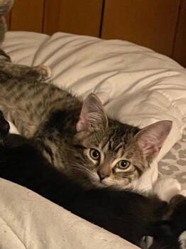 Ash -  Domestic Short Hair Cat for Adoption in Topeka, Kansas - Ash | PetCurious