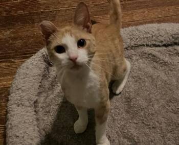 Ren -  Domestic Short Hair Cat for Adoption - Ren | PetCurious