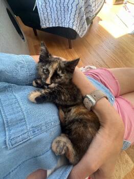 Rescue Tortoiseshell Cats for Adoption - Sue-Bee | PetCurious