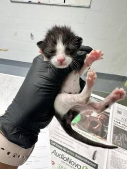 Sonic -  Domestic Short Hair Cat for Adoption in Daytona Beach, Florida - Sonic | PetCurious