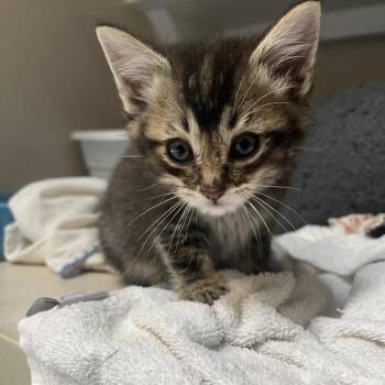 Jet Blue -  Domestic Medium Hair Cat for Adoption in Durango, Colorado - Jet Blue | PetCurious
