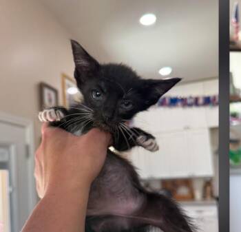 Venom -  Domestic Short Hair Cat for Adoption in Thatcher, Arizona - Venom | PetCurious