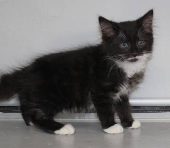 Conrad -  Domestic Long Hair and Domestic Short Hair Cat for Adoption in Taylorsville, North Carolina - Conrad | PetCurious
