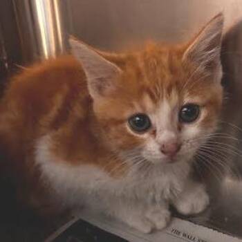 Butterscotch -  Domestic Short Hair Cat for Adoption in Belleville, Illinois - Butterscotch | PetCurious