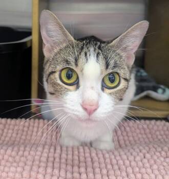 Tabby and Domestic Short Hair Cats Available for Adoption in Plano, Texas - TALLULAH - EXTREMELY SWEET AND SOCIAL YOUNG TALKATIVE KITTY | PetCurious