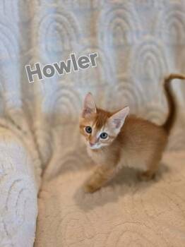 Howler -  Domestic Short Hair Cat Available for Adoption in Groveland, Massachusetts - Howler | PetCurious