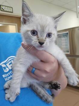 Spaghetti -  Domestic Short Hair Cat for Adoption in Kennewick, Washington - Spaghetti | PetCurious