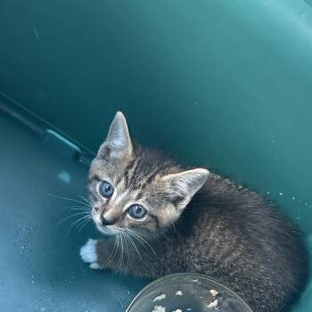 Bahama -  Domestic Short Hair Cat for Adoption in Greensboro, North Carolina - Bahama | PetCurious