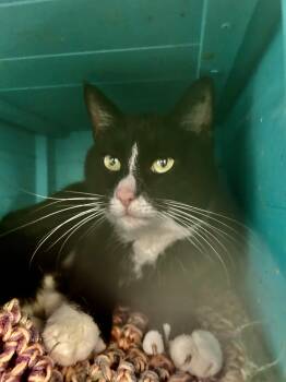 Domestic Short Hair Cats Available for Adoption in Grand Rapids, Michigan - Butler | PetCurious