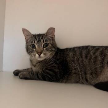 Domestic Short Hair Cats Available for Adoption in Buellton, California - Mars | PetCurious