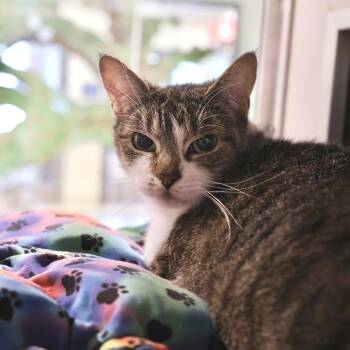 Domestic Short Hair Cats Available for Adoption in Briarcliff Manor, New York - Tatcha | PetCurious