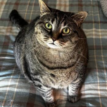 Hazel -  Domestic Short Hair Cat for Adoption in Lynchburg, Virginia - Hazel | PetCurious