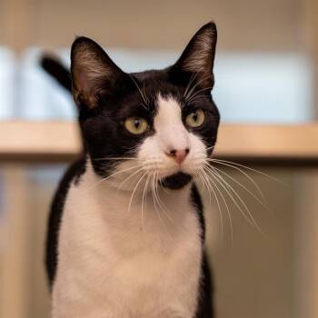 JUDE CLAW -  Domestic Short Hair Cat for Adoption in Houston, Texas - JUDE CLAW | PetCurious