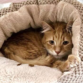 Domestic Short Hair Cats Available for Adoption in Oakland, California - Morris | PetCurious
