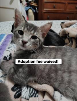 Rescue Domestic Short Hair Cats for Adoption in Inman, South Carolina - Brock | PetCurious