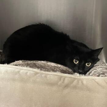 Nightmeower -  Domestic Medium Hair Cat for Adoption in Port Charlotte, Florida - Nightmeower | PetCurious