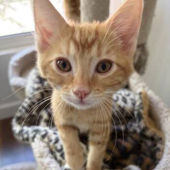 Roger -  Domestic Short Hair Cat for Adoption in Los Angeles, California - Roger | PetCurious