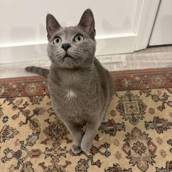 Russian Blue and Domestic Short Hair Cats Available for Adoption in Rossville, Georgia - Ghost (bonded With Mitcy)  | PetCurious