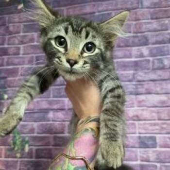 Domestic Medium Hair Cats Available for Adoption in Fort Collins, Colorado - Marveenie Panini | PetCurious