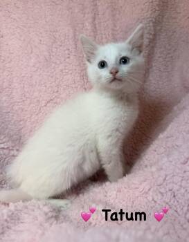 Domestic Short Hair Cats Available for Adoption - Tatum  | PetCurious